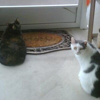 Profile Picture of Daniel Mossman (@Theangrygormand) on Twitter