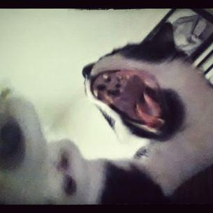 Profile Picture of Lisa Johnson Freeman (@lisajohnsonfre1) on Twitter