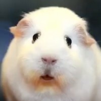 Profile Picture of Theodor Starke (@theodor-starke-1) on Quora