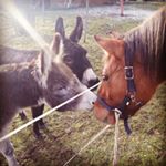 Müllerleile Pamina - Instagram Profile Picture of Müllerleile Pamina (@smilllawillli) on Instagram