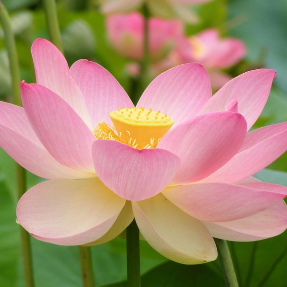 Profile Picture of Sabrina Bertoni (@binabb) on Poshmark