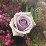 marilyn wallace - Instagram Profile Picture of marilyn wallace (@lilypad435) on Instagram