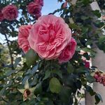Profile Picture of Gerlinde Branz (@gerlindebranz2023) on Instagram