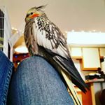 Profile Picture of Lorelei Buddrius (@bernardthebirb) on Instagram