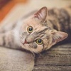 Profile Picture of peterhin (@@peterhin) on Tiktok