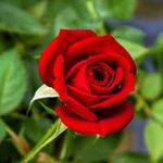 Profile Picture of George Kim (@geroge_kim1972) on Instagram