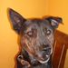 Profile Picture of Paul Schiltz (@paulschiltz) on Pinterest