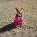 Profile Picture of Carole McWhorter (@hrpuffnstuf) on Pinterest