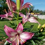 Profile Picture of Cindy Ohlmann (@junebugent) on Instagram