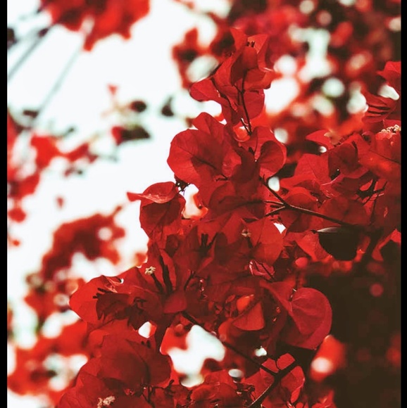 Profile Picture of Andrew Contreras (@chels207) on Poshmark