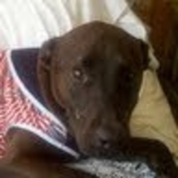 Profile Picture of Sara Plansky (@seplansky) on Poshmark