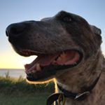 Profile Picture of Adam Poulsen (@sirsimondemontfort) on Instagram