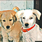 Profile Picture of Labrador Retriever Tina Mac (@labradorretrievertinamac) on Youtube