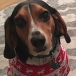 Profile Picture of Be Bobby (@be_bob_beagle) on Instagram