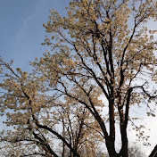 Profile Picture of Nathan Luna (@tunafish735) on Youtube