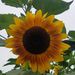 Profile Picture of Stacy Trimble (@stacybeth6909) on Pinterest