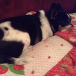 Profile Picture of Lillian Ashley (@lovemybabypets) on Instagram