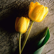 Profile Picture of Nancy Ross (@nancyross2391) on Youtube