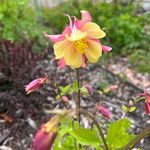 Profile Picture of Patti O'Loughlin-Austin (@wiggle_worm0515) on Instagram