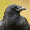 Profile Picture of JO (@CROW) on Tiktok