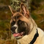 Profile Picture of shauncarson1 (@shauncarson1) on Instagram