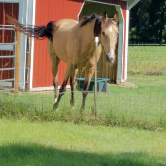 Profile Picture of Dawn Huckfeldt (@dawns07mustang) on Poshmark