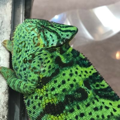 Profile Picture of Daniel Brunson (@DanielB03035773) on Twitter