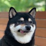 Profile Picture of Sam (@shiba_sam) on Instagram