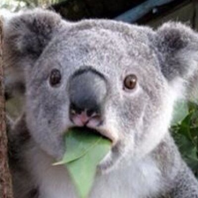 Tyler Hitt - Twitter Profile Picture of Tyler Hitt (@cobaltt323) on Twitter