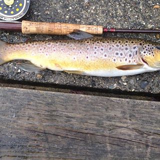 Profile Picture of Cali Neal (@cali.neal.90) on Facebook