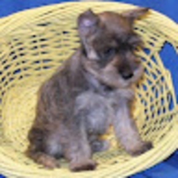 Profile Picture of Richard Morgan (@sadiemae2202) on Poshmark