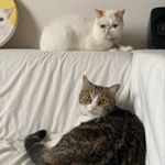 Profile Picture of 鄭安生 鄭安娜 Anson Anna Cheang (@anson.anna.cat) on Instagram