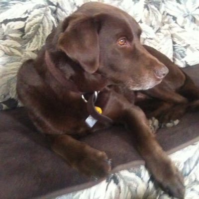 Profile Picture of Beardog (@DarwinHarris5) on Twitter