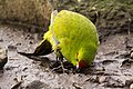 Profile Picture of Reischek's parakeeton Wikipedia