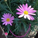 Profile Picture of libbybush_ (@libbybush_) on Instagram