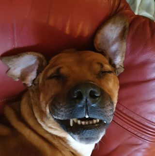 Profile Picture of Alfkenneth Hansen Ueland (Skogvokteren) (@alfkenneth87) on Facebook