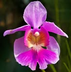 Profile Picture of Miranda HoneycuttYoho (@Miranda-Honeycutt-Yoho) on Facebook