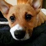 Sir Charles Hare McGrady - Instagram Profile Picture of Sir Charles Hare McGrady (@charlesncharge_corgi) on Instagram