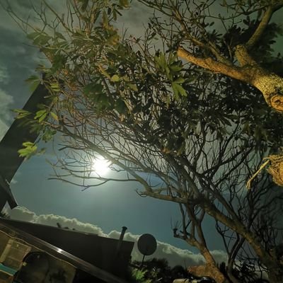 Profile Picture of Singh Hermann (@SinghHermann1) on Twitter