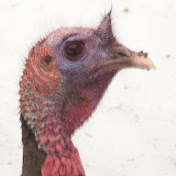 Profile Picture of Tim Doherty (@timdoherty6984) on Youtube