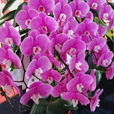 Profile Picture of Gu Joey (@GuJoey2) on Twitter