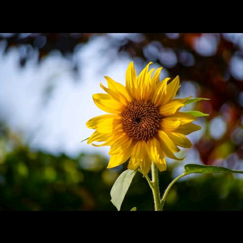 Profile Picture of Ester Kim (@esterkim2) on Tiktok