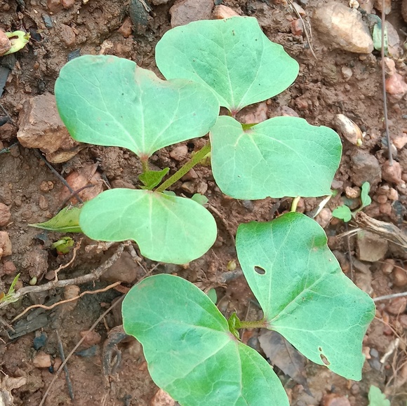 Profile Picture of Lalsab. olekar Olekar (@lalsab) on Poshmark