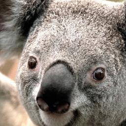 Profile Picture of VICTOR YORAN LINS (@YoranLins) on Twitter