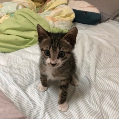 Profile Picture of Zoe Liu (@zoeliu11337557) on Twitter