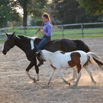 Profile Picture of Anna Hill (@longstockingstables) on Instagram