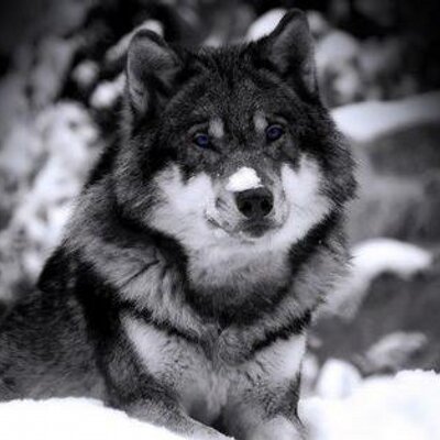 Profile Picture of Avramidis Dimitris (@avramidisdimit1) on Twitter