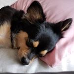 Profile Picture of Gene Chang (@gamegenietv) on Instagram