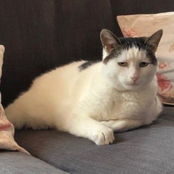 Profile Picture of Briana Peeler (@indiblu13) on Poshmark