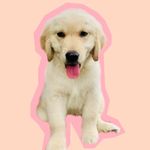 Profile Picture of บราวนี่หมาดื้อ (@brownie_dog_golden) on Instagram